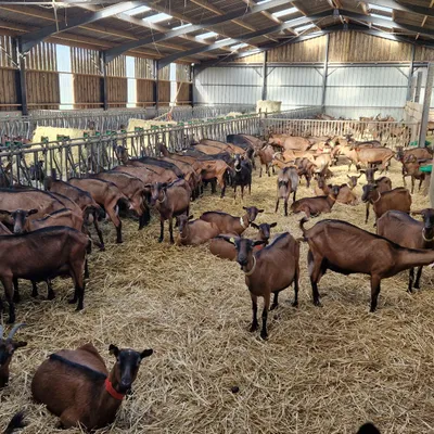 Merck-Saint-Liévin : le « Festi Cabri » revient avec en nouveautés...