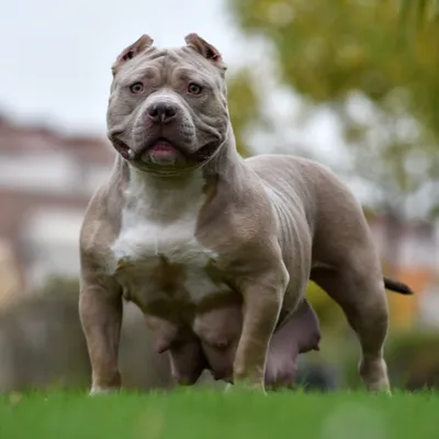 Boulogne-sur-Mer : un chien tué après une violente attaque par deux...