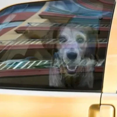 Un chien sauvé d'une mort certaine dans une voiture à...