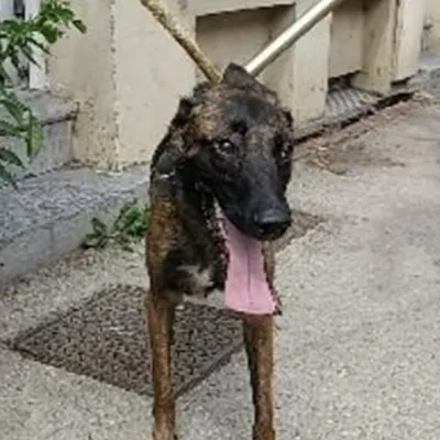 Merville : un chien récupéré par les gendarmes après des actes de...