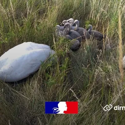 Calais : une famille de cygnes sauvée d'une mort certaine sur l'A16