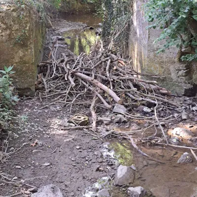 Ferques : des branches jetées dans le cours d'eau du parc d'Elinghen 