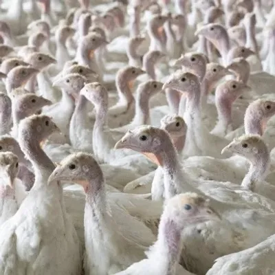 Un foyer de grippe aviaire découvert à Warhem