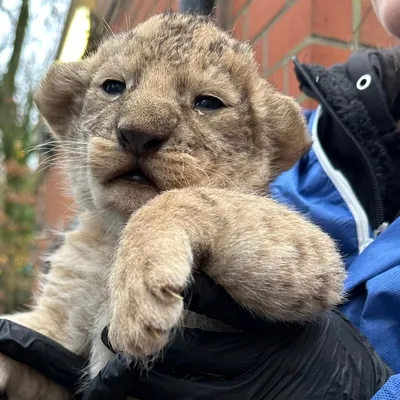 Deux bébés lions viennent de naître à Bellewaerdre