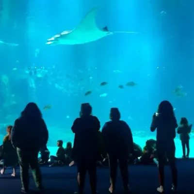 Boulogne : plus de 884 000 visiteurs accueillis à Nausicaá en 2025