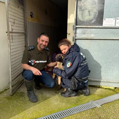 Un chiot amaigri, sauvé de justesse de la mort à Boulogne-sur-Mer 