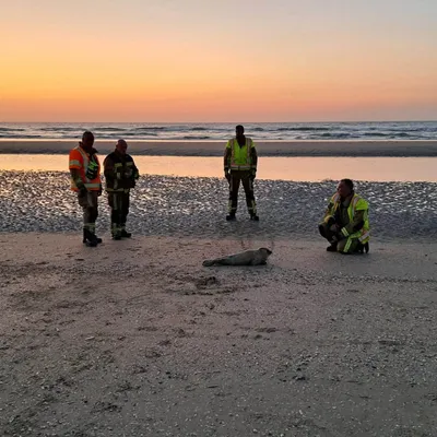 Bray-Dunes : encore un phoque retrouvé mort sur la plage