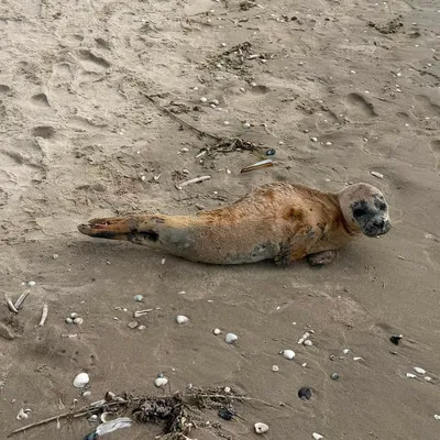 Un jeune phoque a été secouru ce week-end sur la plage de Bray-Dunes