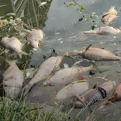 Les douves de Gravelines risquent-elles d'être vides de poissons à...