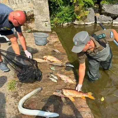 De nombreux poissons retrouvés morts à Samer