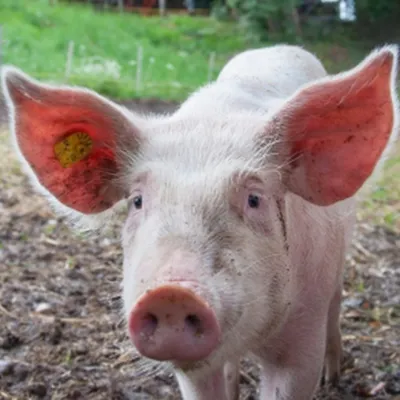 Les pompiers au secours d'un porc à Delettes