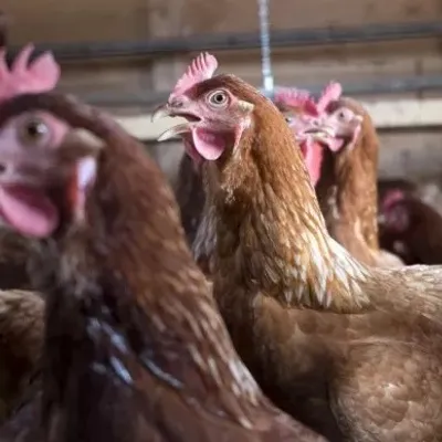 West-Cappel : un élevage de 240 000 poules est envisagé