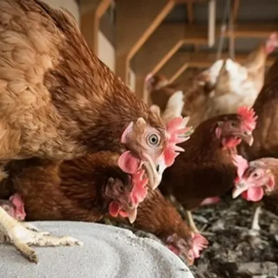 Fin des zones réglementaires pour la grippe aviaire dans les Flandres