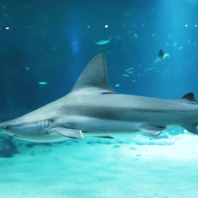 Boulogne-sur-Mer : triste nouvelle à Nausicaá après l'épisode du...