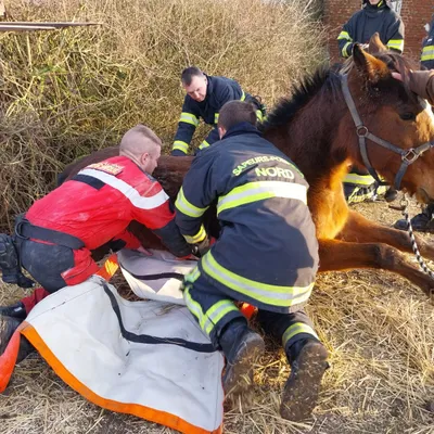 Sainte-Marie-Kerque : un cheval s'échappe de sa pâture, il tombe...