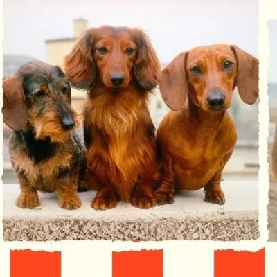 Les "saucisses sur pattes" les plus mignonnes du Monde, les...