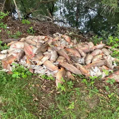 Helfaut : des centaines de poissons morts à cause d’un manque...