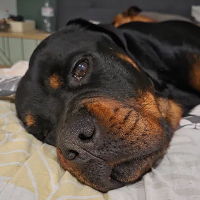 Saint-Omer : un appel aux dons pour sauver Volf, abandonné par son...