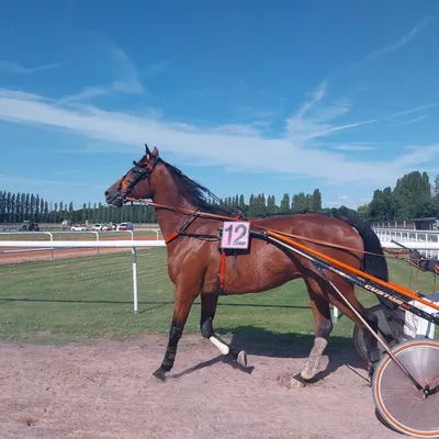 Les pronostics hippiques pour ce samedi 13 décembre