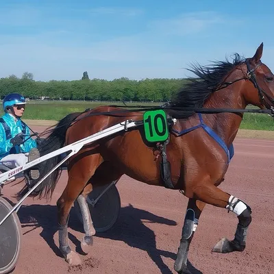 Les pronostics hippiques pour ce samedi 20 décembre