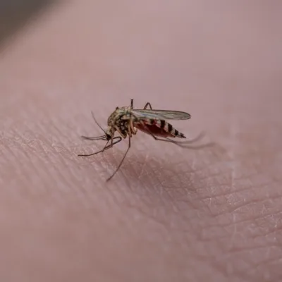 En Maine-et-Loire. Après un cas de dengue, une opération de...