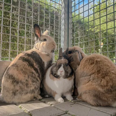 Une famille de lapins à adopter à la SPA de Strasbourg