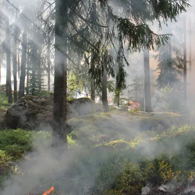 Le risque d'incendies à un niveau maximal en Alsace