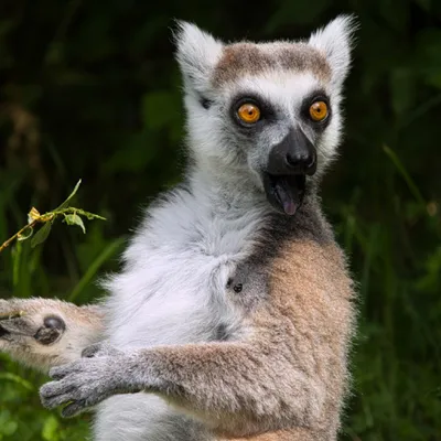 Un Lémurien du parc Sainte-Croix sauvé par l'IHU de Strasbourg