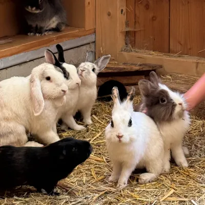 Rhinau : une ferme pour câliner les animaux