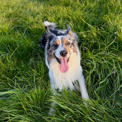Où emmener son chien cet été en Alsace ? 