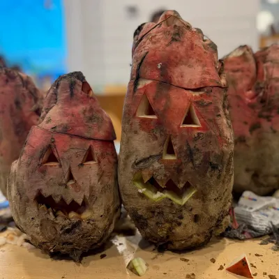 En Alsace, les betteraves à la place des citrouilles pour Halloween
