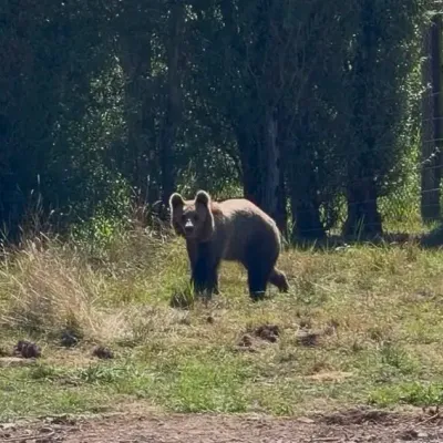 Rencontre avec les jeunes ours du Parc de Sainte-Croix