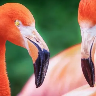 Au zoo de Mulhouse : rencontre avec les flamants rouges