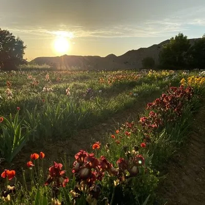 Près de Montpellier : 400 variétés d’iris à découvrir en plein champ
