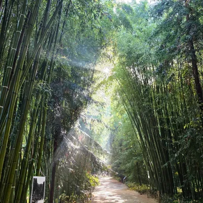 Gard : La Bambouseraie en Cévennes rouvre ses portes et dévoile les...