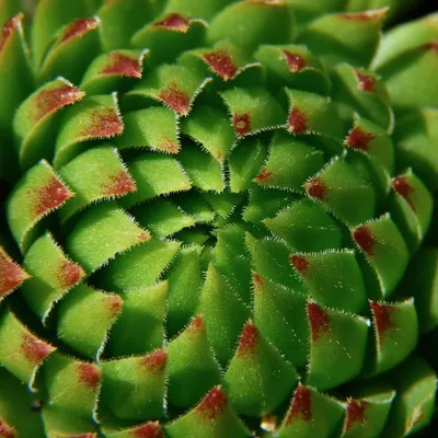 Montpellier : La Halle Tropisme se transforme (encore) en jungle...