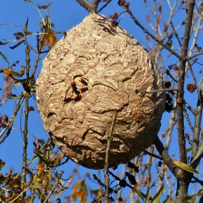 Frelon asiatique : comment le piéger tout en protégeant la...