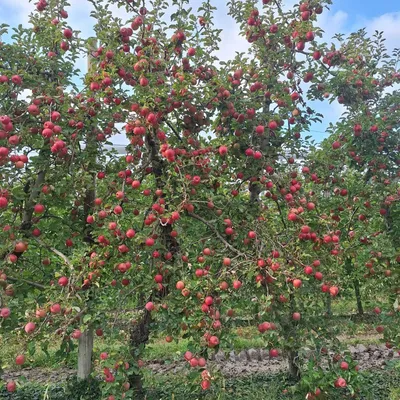 Hérault : après un été étouffant, les arboriculteurs de Cofruid'OC...