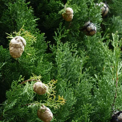 Grand Narbonne : Trois capteurs pour détecter et mesurer les pollens