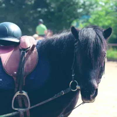 Journées du cheval en Occitanie : il reste quelques jours pour...