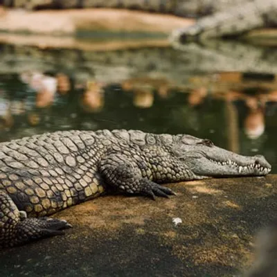 Pierrelatte : Un job dating pour passer l’été à la Ferme aux...