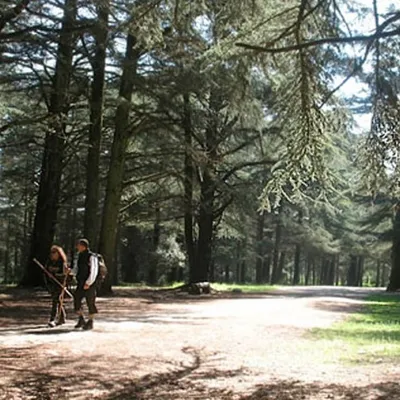 Nuit des forêts : une dizaine d’événements gratuits autour du Golfe...
