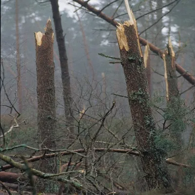 Tempête Nils : pourquoi vous devez absolument éviter les forêts...
