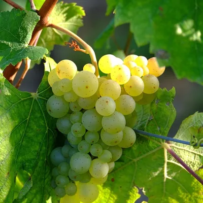 Pyrénées-Orientales : ces vignerons lancent leurs premières...