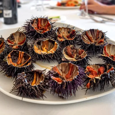 Les Oursinades arrivent à Canet-en-Roussillon
