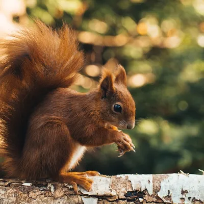 Hérault : le département récompensé pour son déploiement de ponts à...