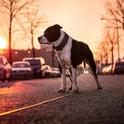 Animaux en ville : Montpellier et Nîmes dans le Top 15, Perpignan à...