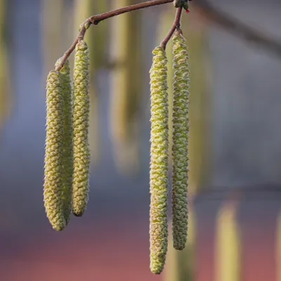 Les pollens déjà de retour dans les Hauts-de-France