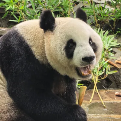Une nouvelle pensionnaire très attendue à Pairi Daiza