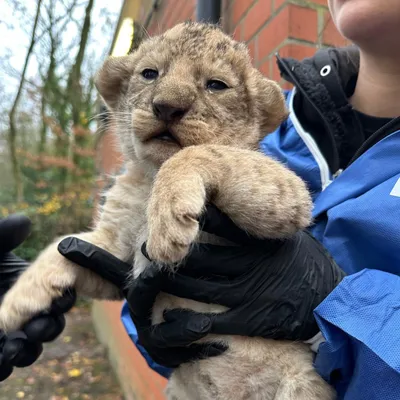 Naissance exceptionnelle au parc Bellewaerde !